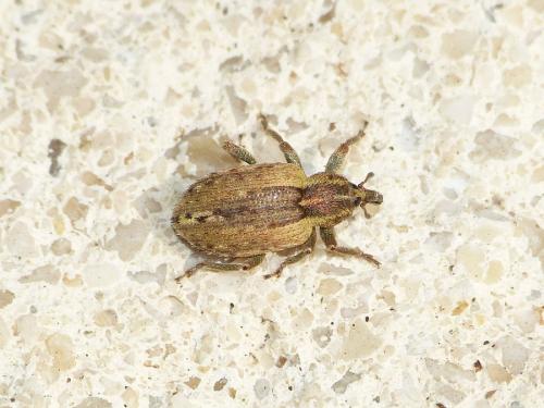 Réf. 201 528 : Hypera sp.